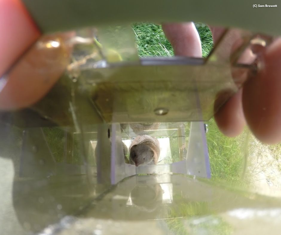 Mammal Society tweet media