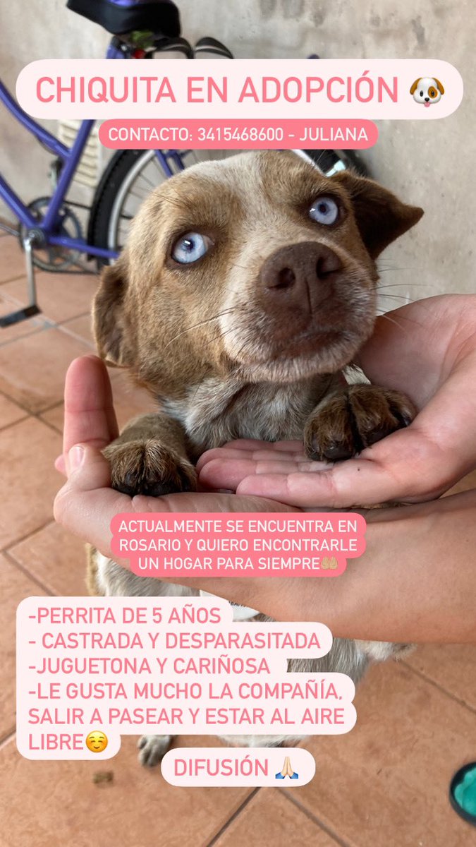 juliserra2's tweet image. Holis,buscamos ADOPCIÓN. La chiqui es una perrita de 5 años super mimosa con alma de cachorra♥️. Ayer creí haber dado con su flia para toda la vida y la chica me la devolvió cual juguete en menos de 24 hs🫠. Quiero encontrarle un hogar definitivo! Me ayudan con rt? @RosSolidaria