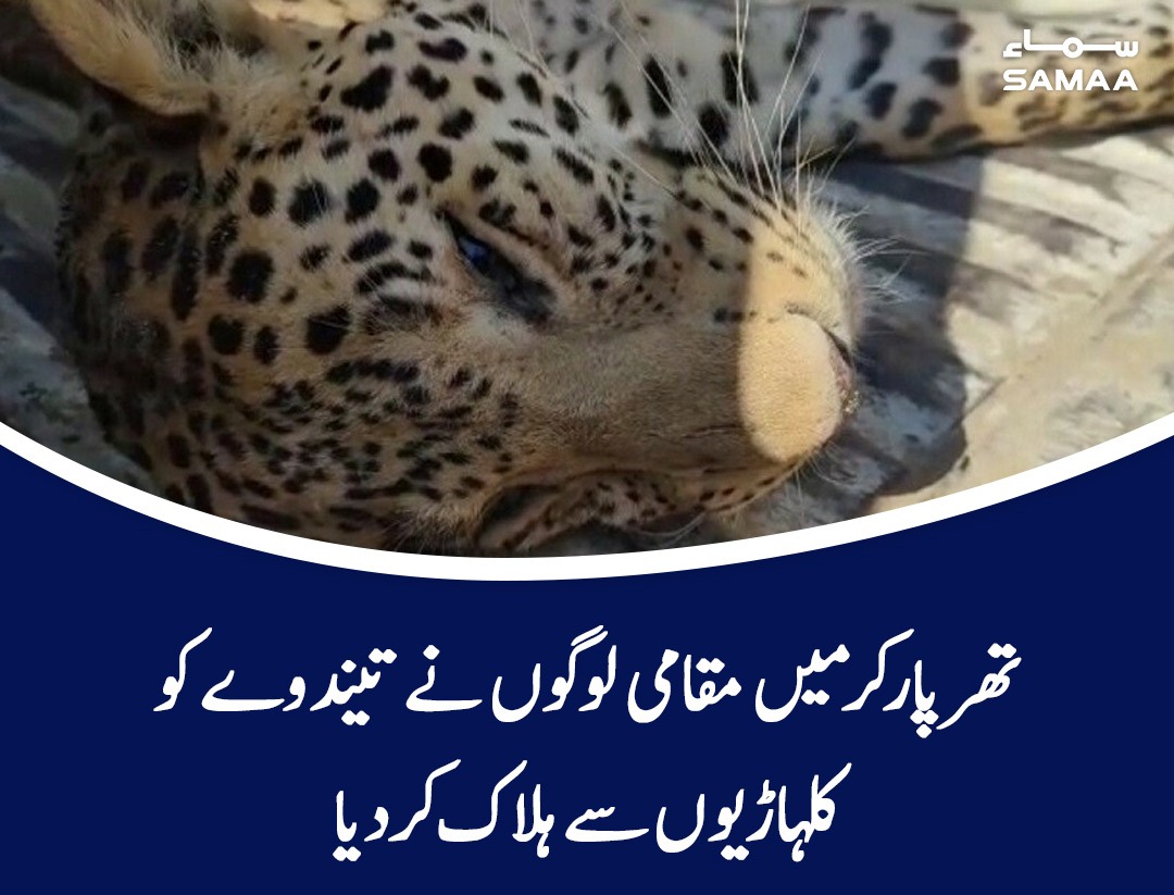 SAMAATV's tweet photo. محکمہ جنگلی حیات نے کامن لیپرڈ کی ڈیڈ باڈی کراچی منتقل کردی
https://t.co/b3pFNch82q
#SamaaTV #CommonLeopard #DepartmentOfWildlife https://t.co/2xaZR2f7cY