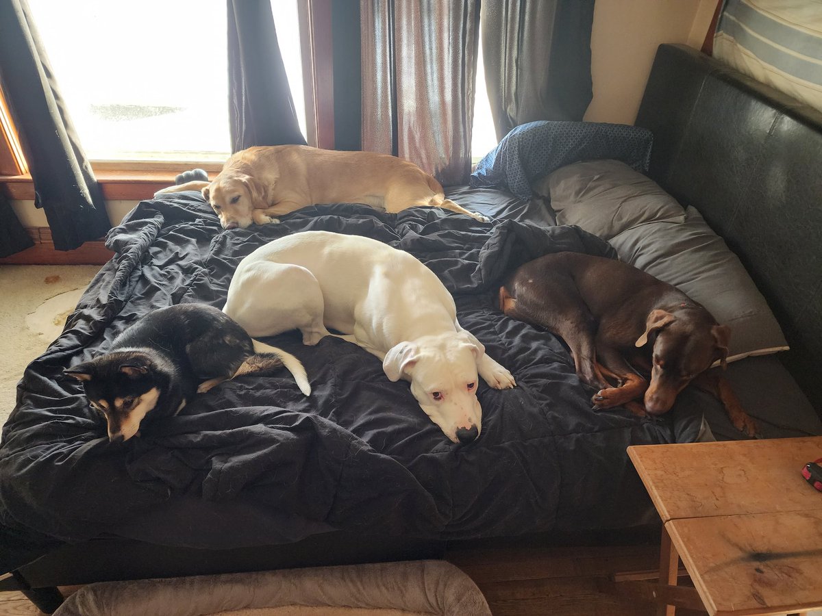 Driht_'s tweet image. Das a lot of fur o.O