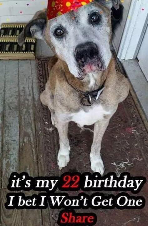 TweeetsOfDogs's tweet image. On of the oldest dog in the world 🥰