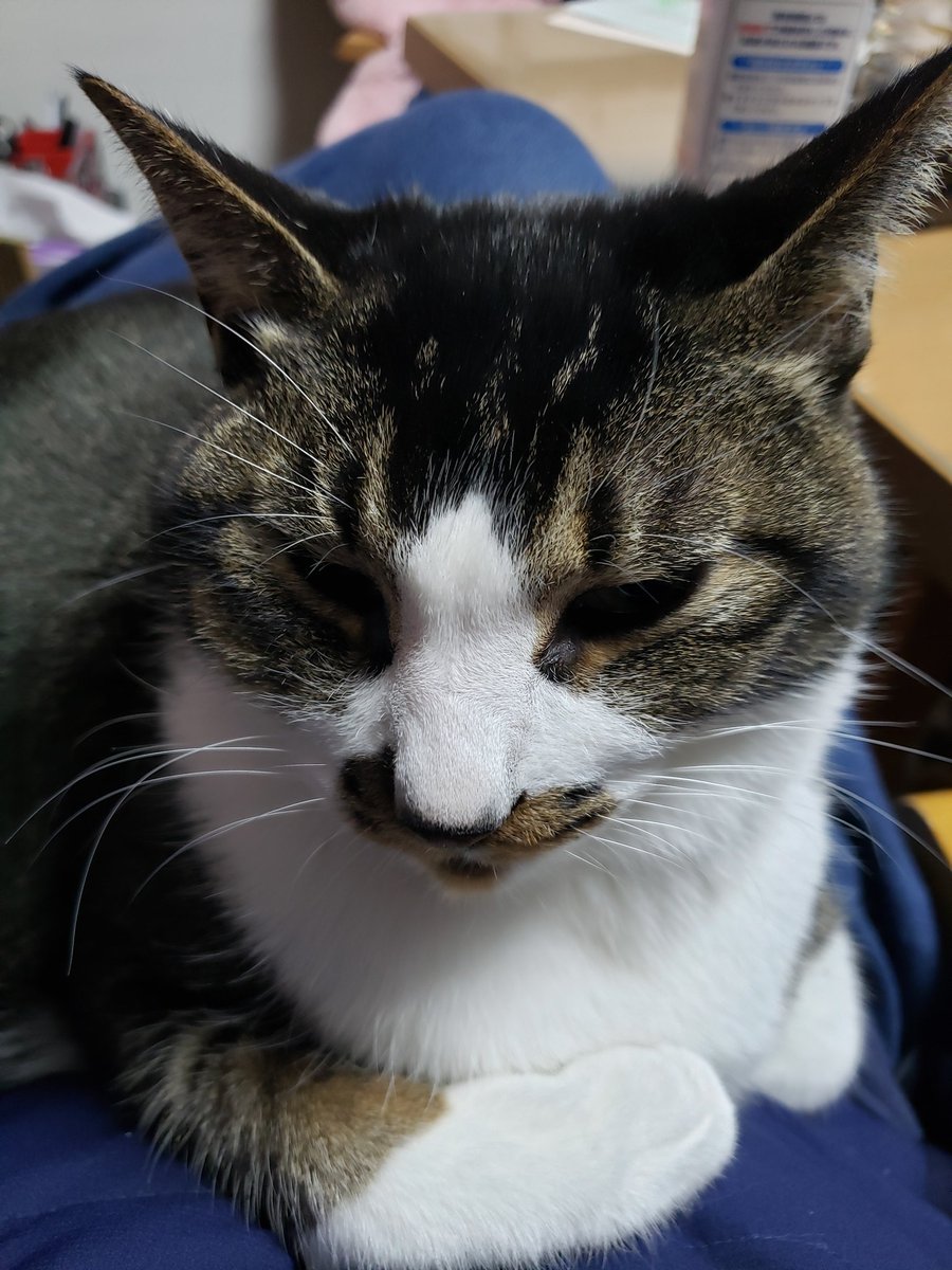 VLB.FoR🐈 tweet media