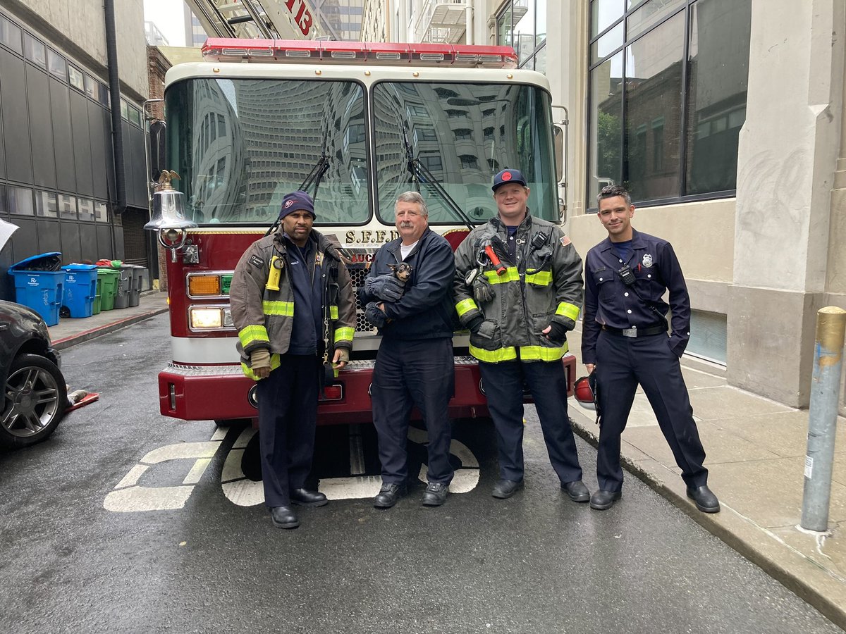 SFFDPIO's tweet photo. SCARED AND WET DOG FOUND FINANCIAL DISTRICT- This smart pup came to the fire house and barked for assistance. Crews will be awaiting a microchip scan (no tags) for reunification. During this storm, make sure your pets have ID, and are close by and comforted. https://t.co/YtPK8SIZ8r