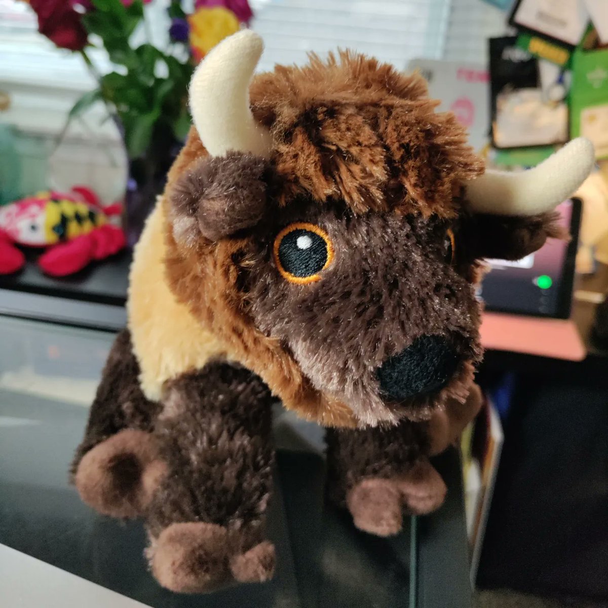 nickimayonews's tweet photo. Meet my new fluffy Eco Pals buddy from the @GrandCanyonNPS. I thought he was a buffalo, but turns out he's considered a bison. Works for me. He can still be my Buffalo, NY mascot. What should I name this baby bison �
#BeAnEcoPal https://t.co/1fqHB9dP1g