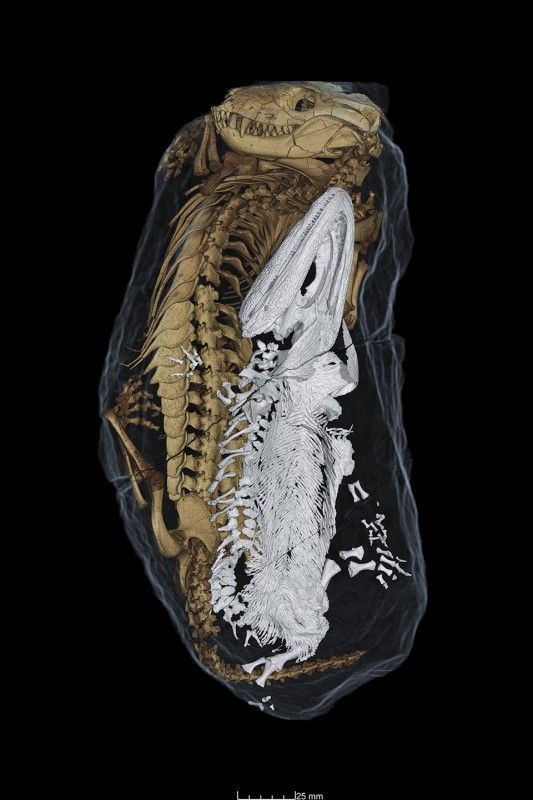 Paleontologando's tweet photo. 🦴| Hace 250 millones de años, un anfibio acuático (Broomistega) se hallaba herido y entró a una madriguera buscando refugio mientras un terápsido (Thrinaxodon) dormía.

El lugar se inundó, y en el transcurso ambos murieron juntos en una especie de abrazo.

THE TRIASSIC CUDDLE https://t.co/6pioNiGIMW