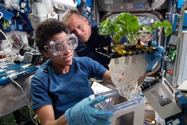 Crescer sem solo

Os astronautas da NASA Jessica Watkins e Bob Hines trabalhando no XROOTS , que usa as instalações Veggie para testar técnicas hidropônicas e aeropônicas para cultivar plantas em vez de usar o solo tradicional.
+