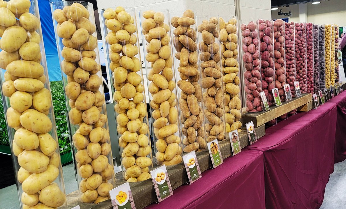 Huma_US's tweet photo. This week is all about potatoes!🥔 Stop by booth #523 to learn about our products and chat with our experts.
@POTATOEXPO 

#PotatoExpo #PotatoFarming #HumaGro https://t.co/PHlywvpV7D