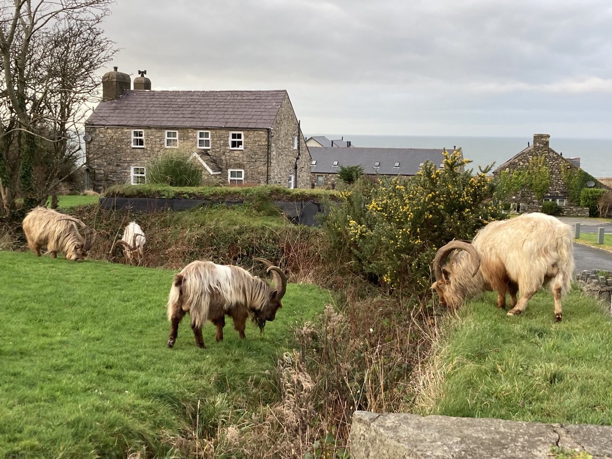 cotswoldyear's tweet photo. Walking the Wales Coast path today #wildgoats #gorse #coastpath https://t.co/dx7Ooz6SAZ