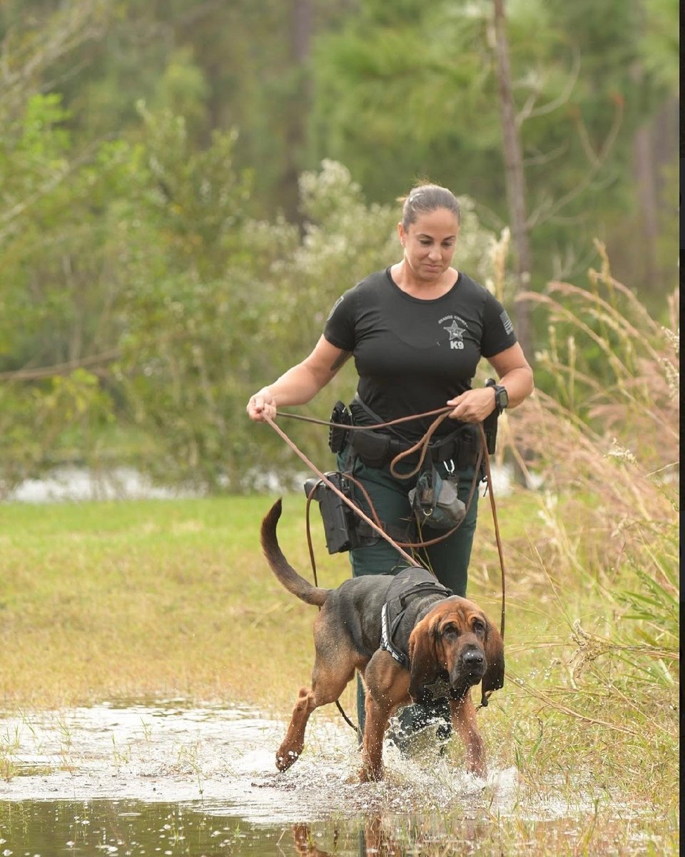 scentevidencek9's tweet photo. New Orange County Sheriff’s Office Bloodhound Team Finds Missing Woman with Dementia! #FirstFind #Bloodhound #BringingTheLostHome https://t.co/cmePErCMzE https://t.co/V2obugo5l3