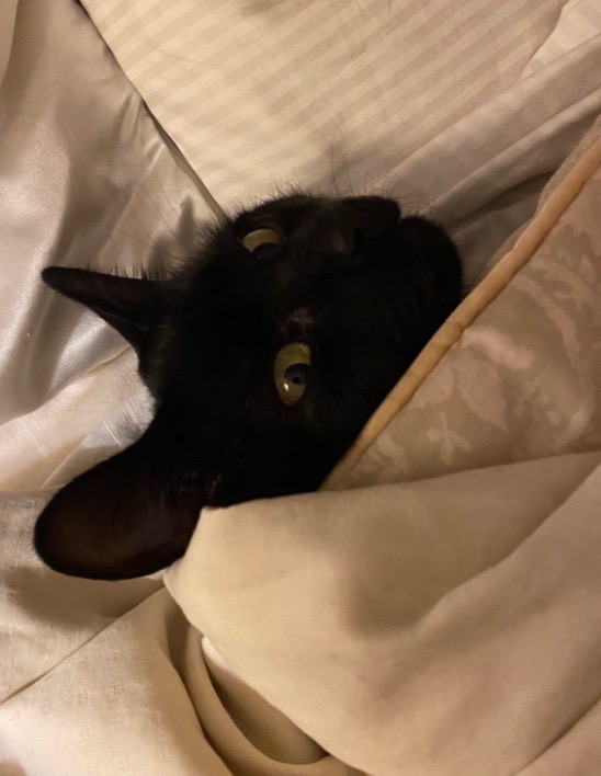 My cat is all of Northern California as the #AtmosphericRiver bears down