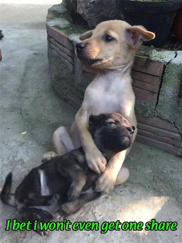 BestinDogs's tweet photo. I adopted a puppy from the street but did not move without his little friend, I ended up adopting two because he did not want to let go of his friend when he got home. True friends ❤️ https://t.co/LORr6BQy7o