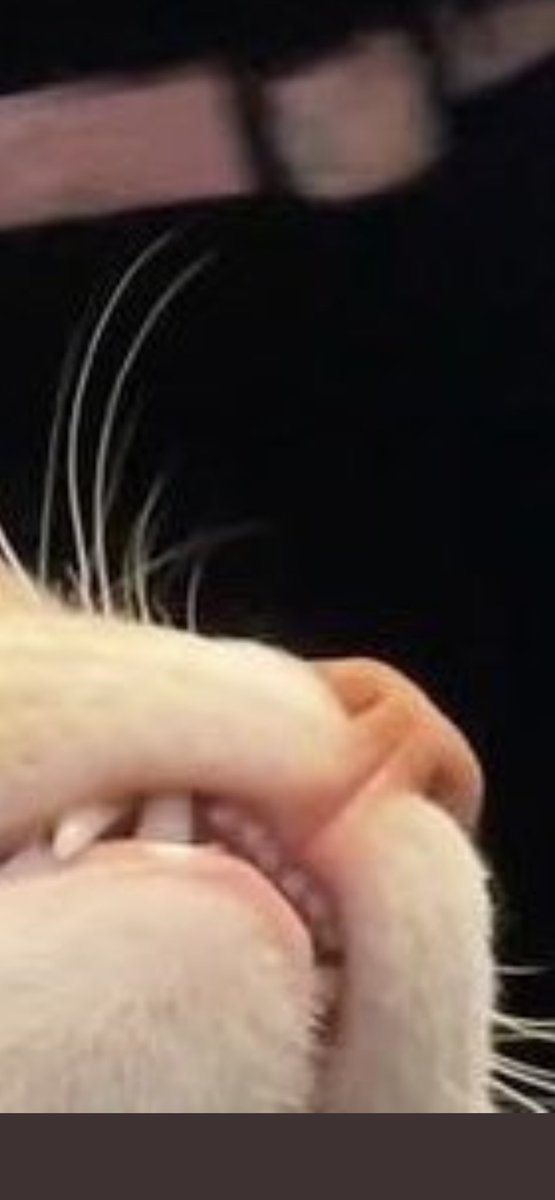 Geminius's tweet photo. @HanaMichels @weirdlilguys The little front teeth :) https://t.co/2Xkg6FuhgF
