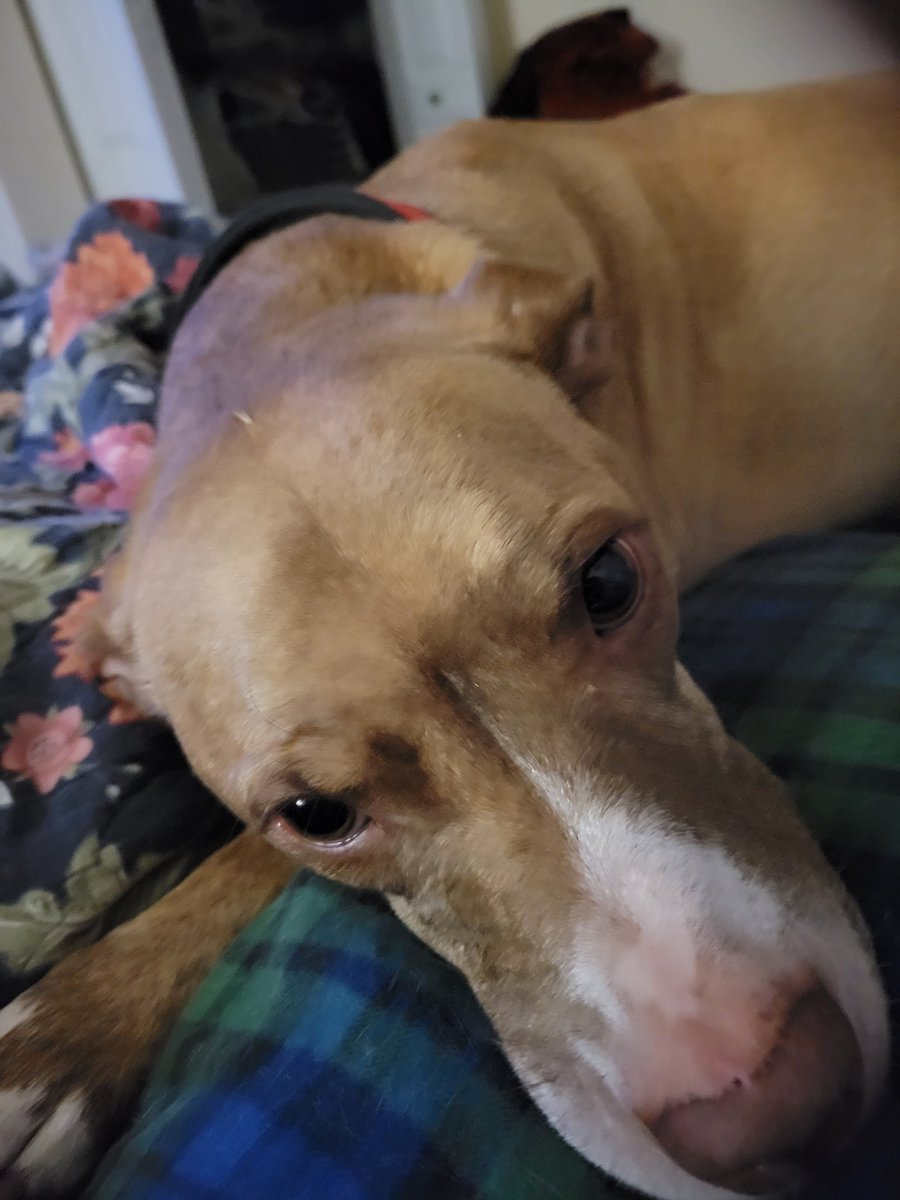 My sister Gracie is keeping my mom company when I crossed the rainbow Bridge.