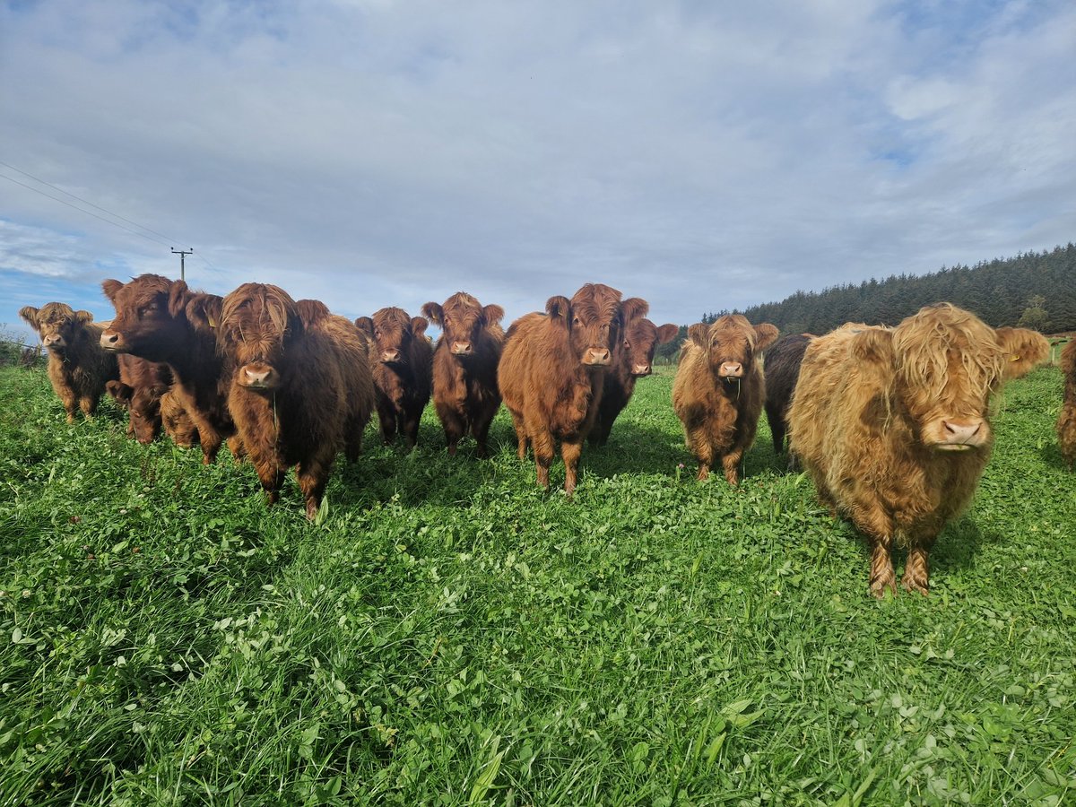 Edinvale Farm 🌱🐂 tweet media