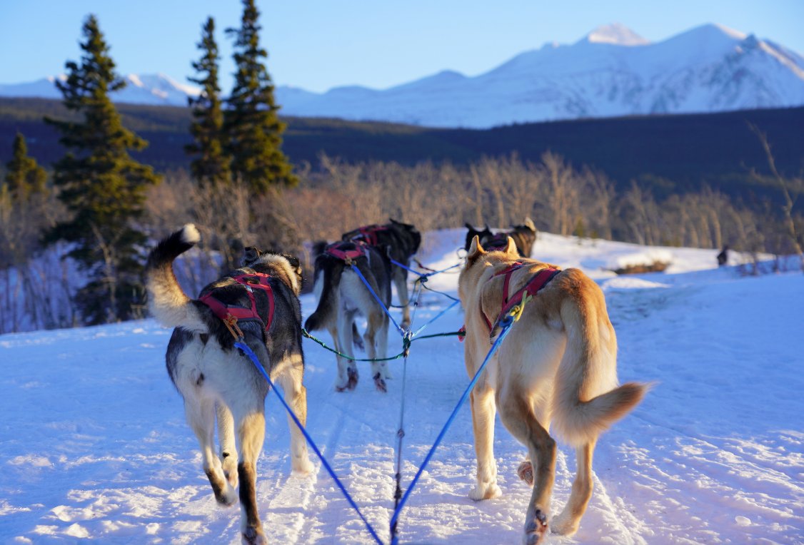 BlairBraverman's tweet photo. Hi friends! Our 2023 BraverMountain team calendar is now available! It's a 13-month calendar with bonus extra January for maximum dog pics. There's a wall version with many sled-dog-illustrated holidays, and a simpler desk version, too. https://t.co/5URbRpaGw8 https://t.co/opaD5aZSwy