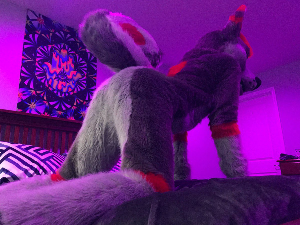 Furryous Fox tweet media