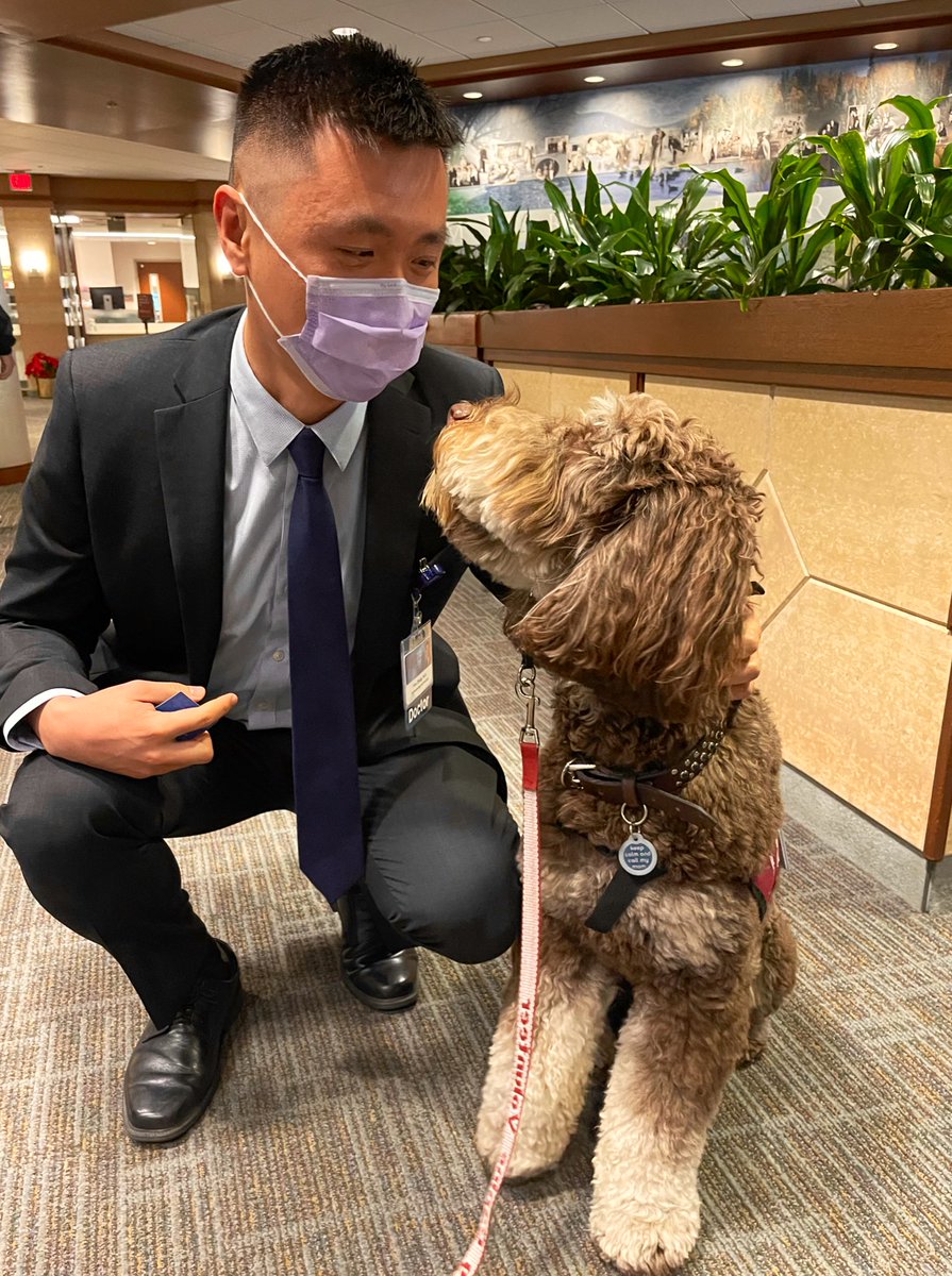 Han Zhang (@hanzhangmd) on Twitter photo Another fun day <a href="/MayoClinicGIHep/">Mayo Clinic Gastroenterology & Hepatology</a> !!! 🦮🐕🐶 (This is Walter, who is a 3 year old Twoodle volunteering in the Caring Canines program 😁) Another fun day <a href="/MayoClinicGIHep/">Mayo Clinic Gastroenterology & Hepatology</a> !!! 🦮🐕🐶 (This is Walter, who is a 3 year old Twoodle volunteering in the Caring Canines program 😁)