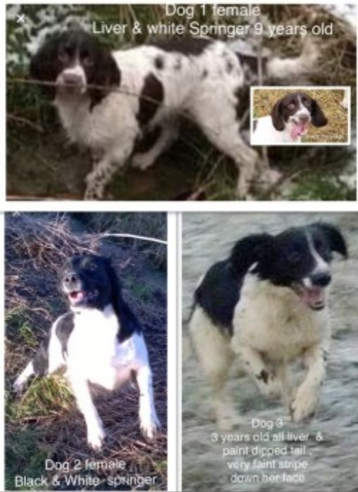 bs2510's tweet photo. #spanielHour #STOLEN
3 Female #EnglishSpringerSpaniel Adult Microchipped
#Missing 26 Jan 2020 #Coxhoe #CountyDurham DH6
https://t.co/l1uOlaeIyB
https://t.co/VqClsChUFq
https://t.co/VKn6Ph0XXv https://t.co/cq4UD4WT9e