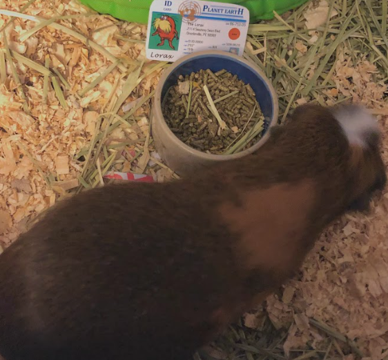 nat_lorax's tweet photo. this is my guinea pig, francine!
as a primary consumer, she only eats plants. if francine wasn't my pet, she would be prey for tertiary consumers like hawks. her wild relatives, cavies, live in the south american grassland biome and the andes mountains.
#apeseco @franklinlorax https://t.co/VuAsK2o4re