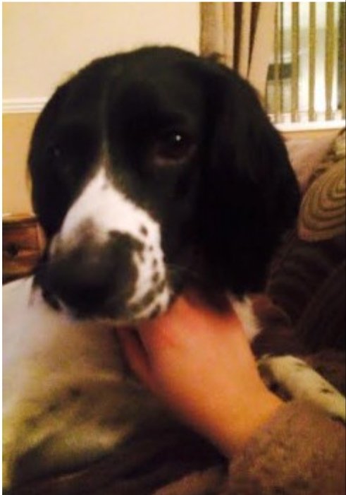 bs2510's tweet photo. CASSIE #SpanielHour

Female #EnglishSpringerSpaniel Adult black &amp; white Tattooed

#Missing 25 Mar 2016 #Hopgrove #York
Lost In RegionNorth East
Lost In Post AreaYO32

https://t.co/1BHPyKNEta https://t.co/VFKogo47x1
