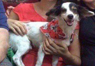 chicobarney's tweet photo. José Carlos Pagode hoje completa 6 anos com a gente! Essas fotos são de quando ele foi resgatado da rua. Adotar transforma a vida do cachorro e a nossa também, pra muito melhor. 🙏 https://t.co/M4K1bXIufb