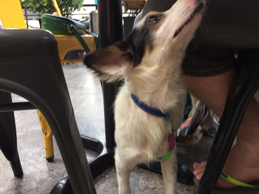 chicobarney's tweet photo. José Carlos Pagode hoje completa 6 anos com a gente! Essas fotos são de quando ele foi resgatado da rua. Adotar transforma a vida do cachorro e a nossa também, pra muito melhor. 🙏 https://t.co/M4K1bXIufb