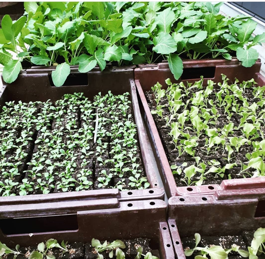 CoenVdijkPlant's tweet photo. De eerste groenteplanten 2023 zijn binnen ! O.a. bloemkool, broccoli,rode kool, palmkool, sla, etc.

#nieuwveen #tuinplanten #groenteplanten https://t.co/bnsxD4HS0l