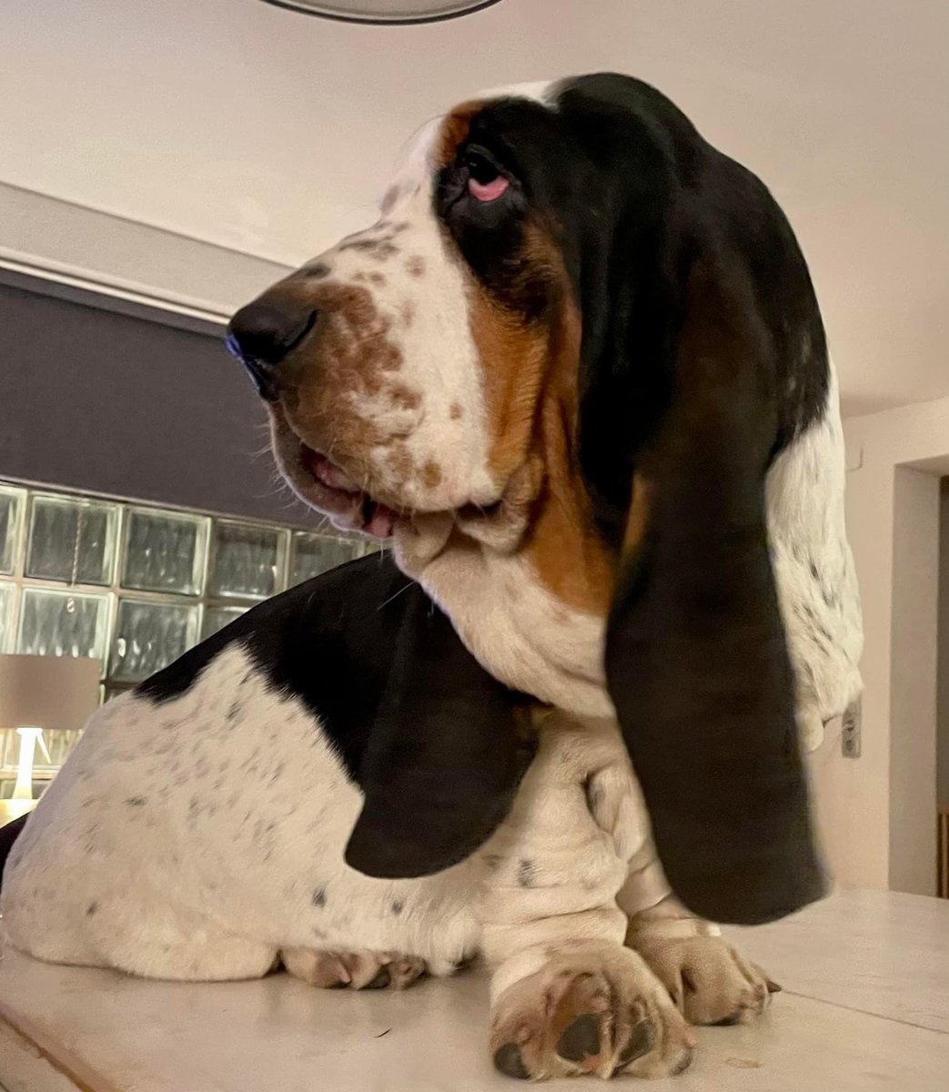 Lord Humphrey tweet media