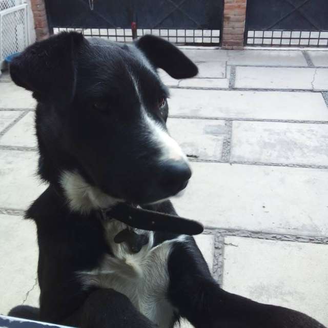 En adopción: Jack - adoptame.com.mx/adopcion/masco…