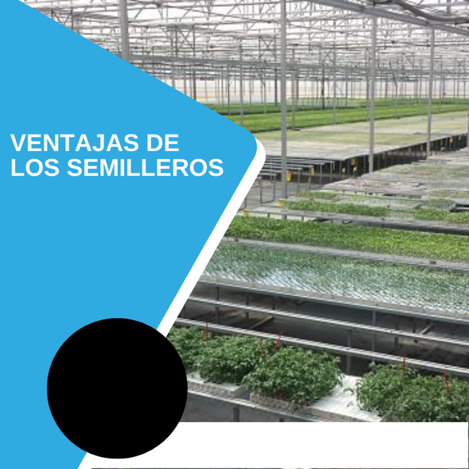 Los semilleros cuentan con varias ventajas: 

✔Cultivar plantas antes de que llegue la temporada adecuada.
✔Proporcionan un ambiente controlado para el cultivo.
✔Proteger las plantas de enfermedades y plagas.
✔Cultivar plantas en espacios reducidos.
✔Ahorrar agua.
