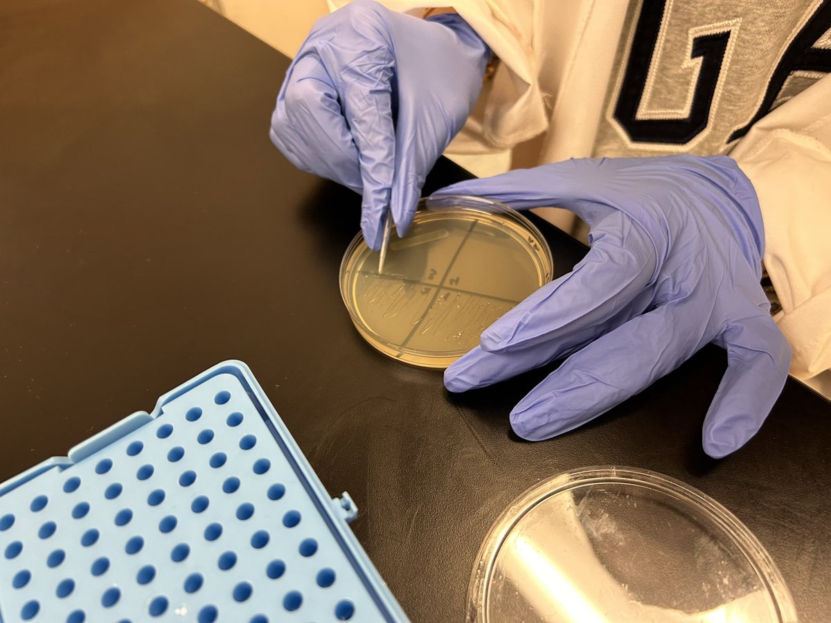 DrKeshodkarS's tweet image. Learning about microbiology and streaking bacteria plates in @PLTWorg Biomedical Science class. #futurehealthprofessionals trying to figure out the cause of the nosocomial infection!🥼🔬🧪💉🏥 @LibertyHigh @MrLittleScience @MissRichardsLHS @Leesonscience