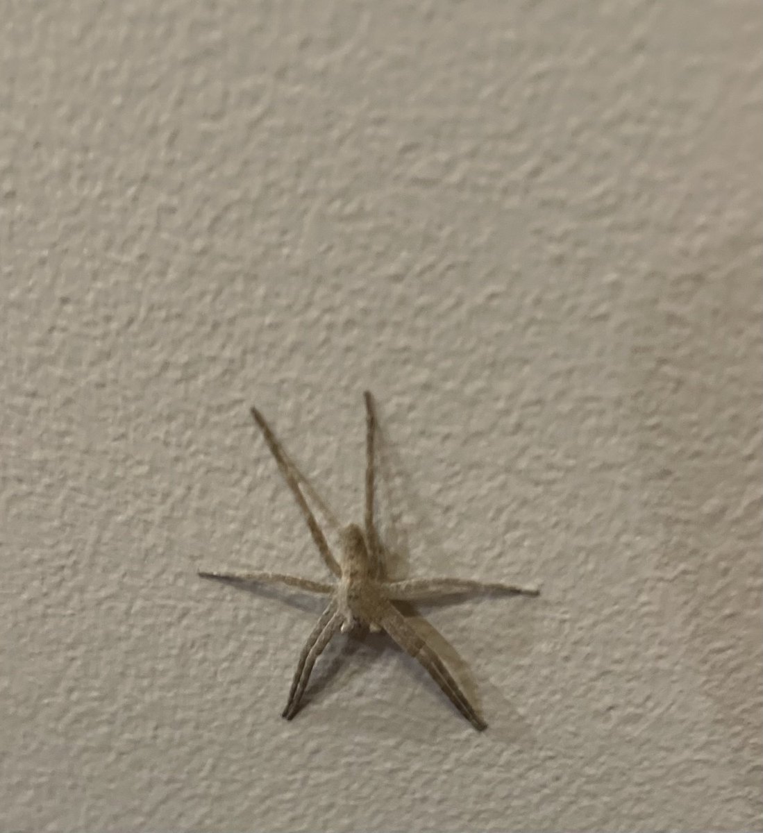 LisaDentSpeaks's tweet image. Help! What is this thing? Bug? Spider? I did buy a palm today and it might’ve come in the house on that but I want it gone ( after I identify it #bugidentifier #entomologist
