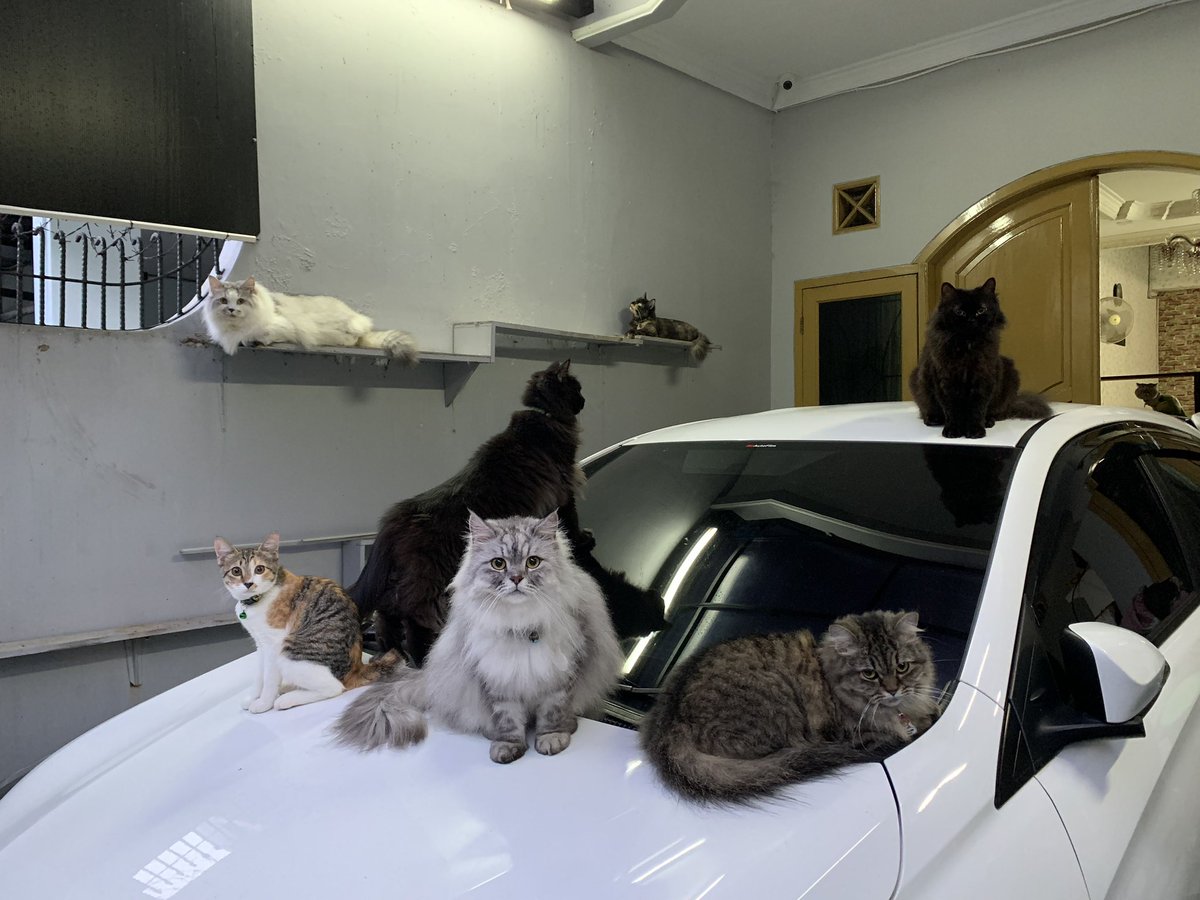 kochengfs's tweet photo. 🐈‍⬛ alasan uwang ku selalu cepet abis🙂 https://t.co/M0wUnZ1Qqj