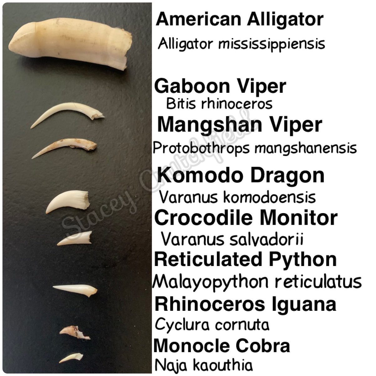 SCrutchfield8's tweet photo. 🤯🤯🤯
#animals #reptile #reptiles #alligator #snake #snakes #reticulatedpython #monocledcobra #cobra #python #mangshanviper #viper #gaboonviper #komododragon #crocmonitor #rhinoiguana #teeth #coldblooded #teef https://t.co/bu9AXkLOpb