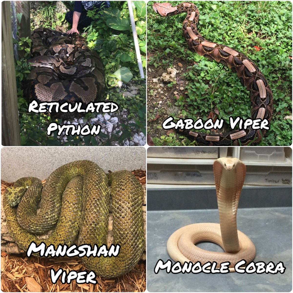 SCrutchfield8's tweet photo. 🤯🤯🤯
#animals #reptile #reptiles #alligator #snake #snakes #reticulatedpython #monocledcobra #cobra #python #mangshanviper #viper #gaboonviper #komododragon #crocmonitor #rhinoiguana #teeth #coldblooded #teef https://t.co/bu9AXkLOpb