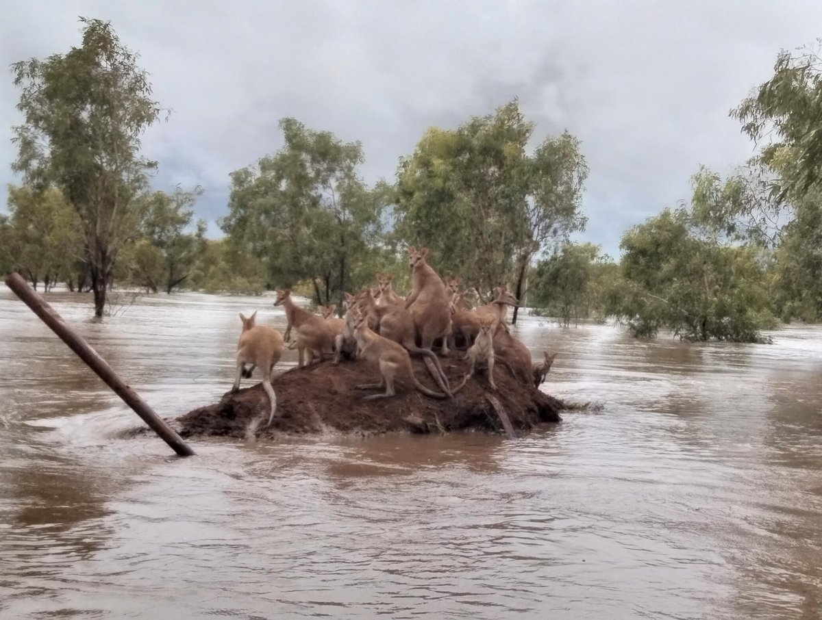 EnviroKimberley's tweet photo. Distressing scenes from Fitzroy Crossing. As well as huge impact on people, animals suffering too. @MarkMcGowanMP needs to start saying these are extreme events due to ‘climate change’ and not trying to hide it by saying 1 in 100 year flood. https://t.co/BcJaVknhgF