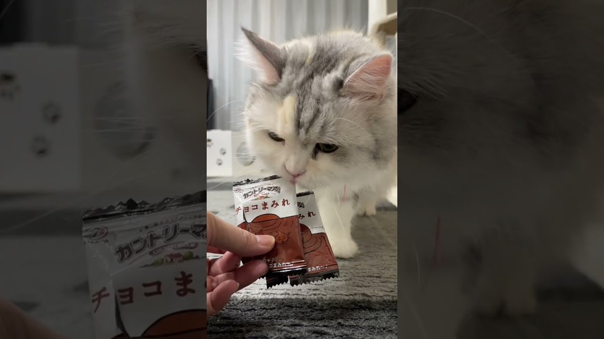 MeowMoeDotCom's tweet photo. チョコまみれが好きすぎる子猫【猫のいる暮らし】#Shorts
 
https://t.co/N99IiYCAQk
 
#モフモフ #Cat #Cats #Diy #Kittisaurus #Neko #かわいい #クリーム #スコティッシュ #ねこ https://t.co/Sns8W0K05L