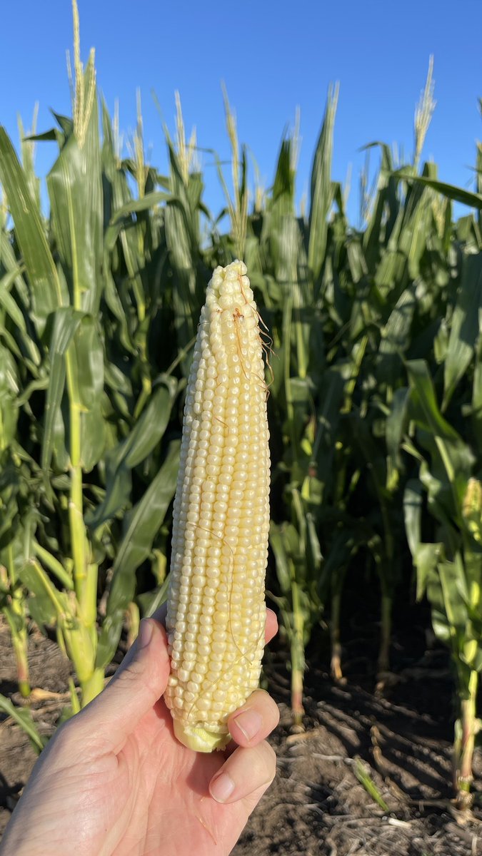 gonhermida's tweet photo. 🌽🌽🌽 https://t.co/NgtNyUPqsH