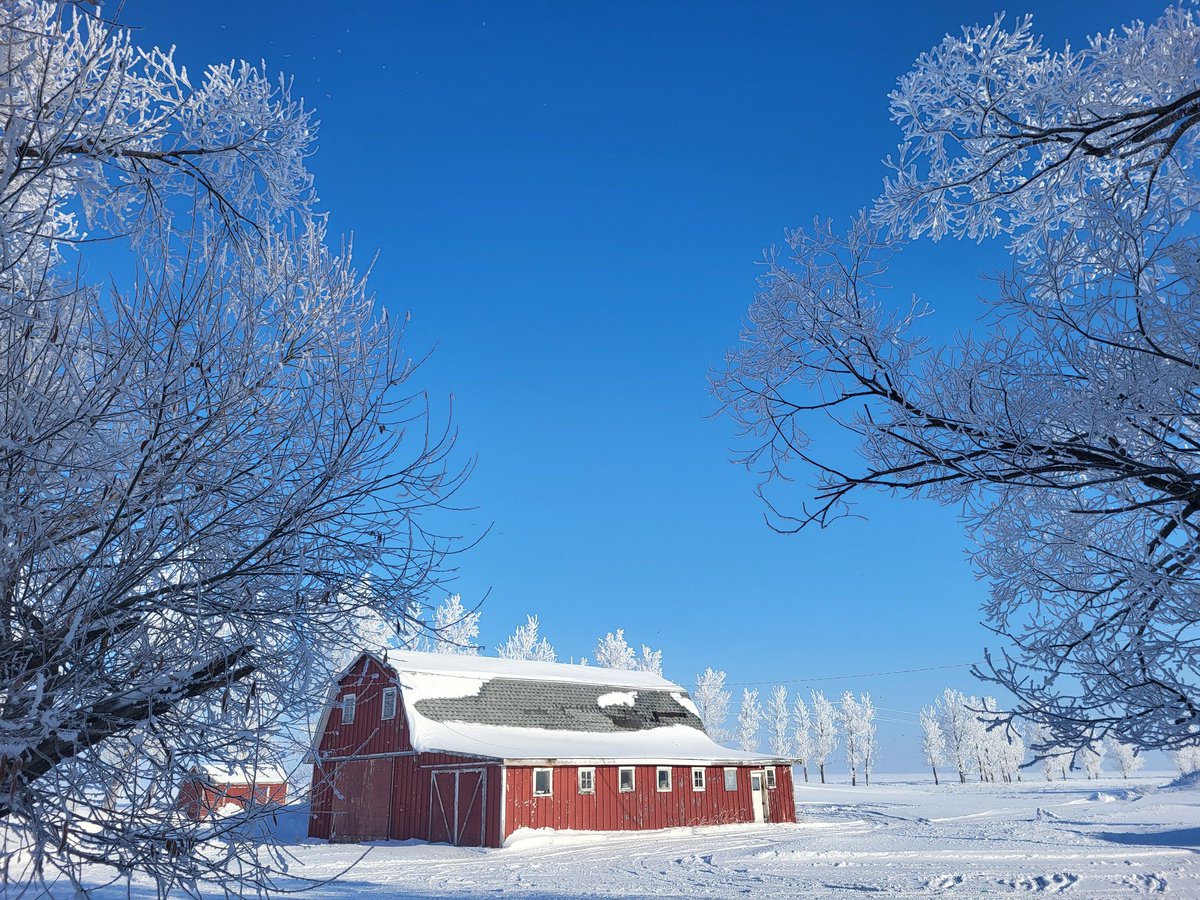 JennSchreyer's tweet photo. Gorgeous #hoarfrost in #manitoba today ❄️ https://t.co/wufQKIJzMM