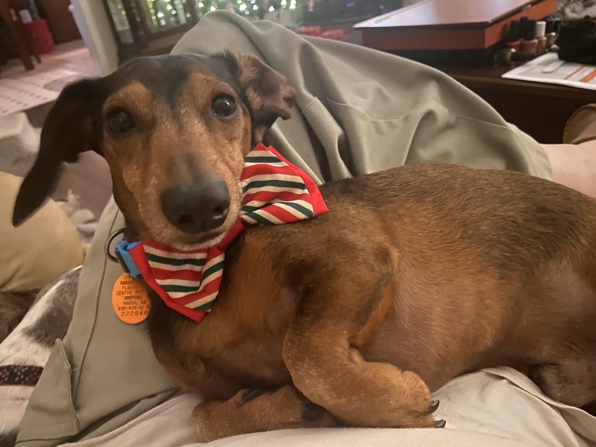 beagle12beagle's tweet photo. @kennedogs     My dachshund Oscar. https://t.co/hAJZxRMeeU