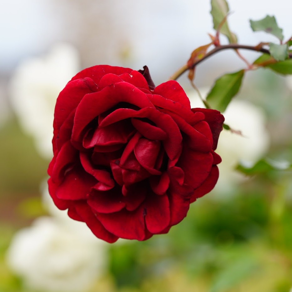 344koba's tweet photo. おはようございます!+3733
Good Morning my friends!
『#ドンファン』 #DonJun
今日も薔薇をお届け♪ (2022.11.26撮影)
ベルベット光沢の黒赤バラ♪
存在感充分の美花で人気♪
イタリア Malandrone 1958年作出
#ばら公園いこいの広場 にて
~Rose Park Relaxation Space~ https://t.co/LcpjBK9cfj