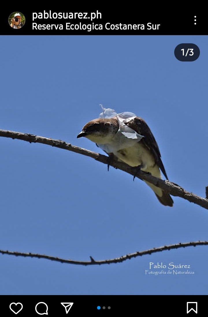 AlanBenadia's tweet photo. Esa bolsita que tiras en la calle tiene un solo destino y es arruinar la naturaleza. Acá tenemos un claro ejemplo de ello en esta imagen 👇
https://t.co/rCs2gD3zKX

Vayan a compartir esta imagen para concientizar https://t.co/M2TmoksreB