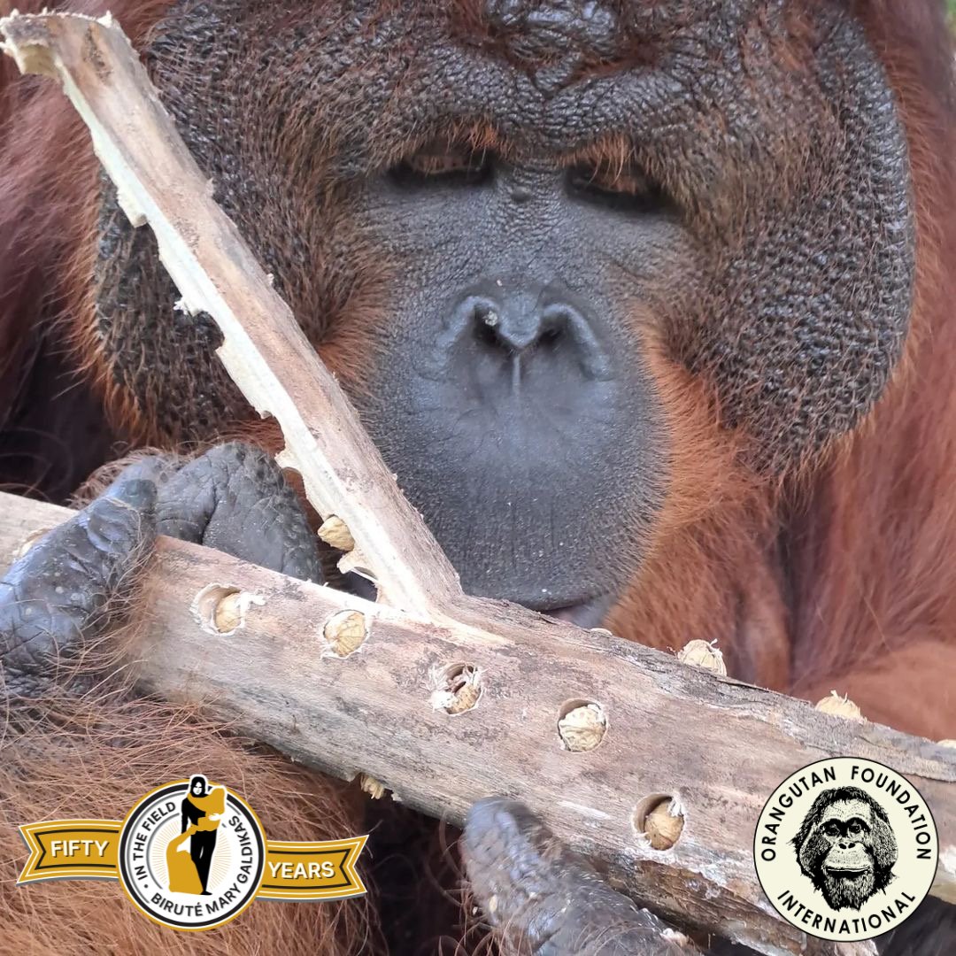 OFIOrangutan's tweet photo. Faisal extracting peanuts hidden in holes drilled into a piece of dead wood at OFI's Care Center in Borneo. Our #enrichment team provides the orangutans w/ items that are stimulating &amp; promote natural behaviors.

Learn more at https://t.co/GO2WwzBkpP

#wildliferehab #TeamPongo https://t.co/Ne3RChJdXj