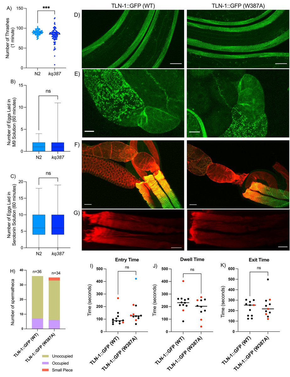 Micropub7n's tweet photo. An integrin binding motif in TLN-1/talin plays a minor role in motility and ovulation #micropublication #biology #data #caltechlibrary #Celegans #PhenotypeData #ExpressionData #NewFinding #NegativeResult https://t.co/khBWQM6T4S https://t.co/USiADoVlN5