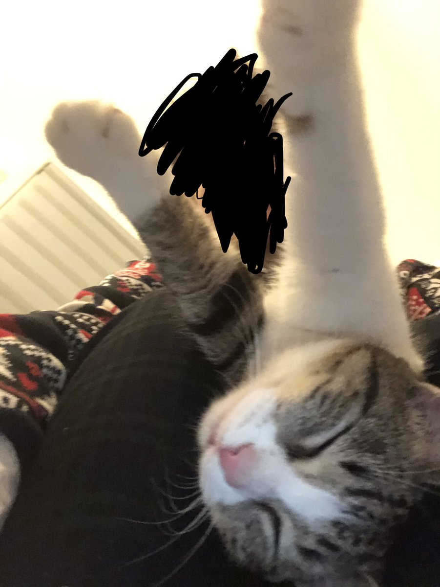 MHoudemont's tweet photo. @tontonyams J’vous présente Agathe, le chat le moins stressée du monde https://t.co/y289xKgwZj