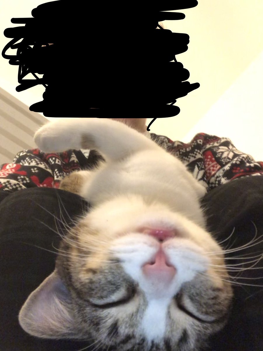 MHoudemont's tweet photo. @tontonyams J’vous présente Agathe, le chat le moins stressée du monde https://t.co/y289xKgwZj