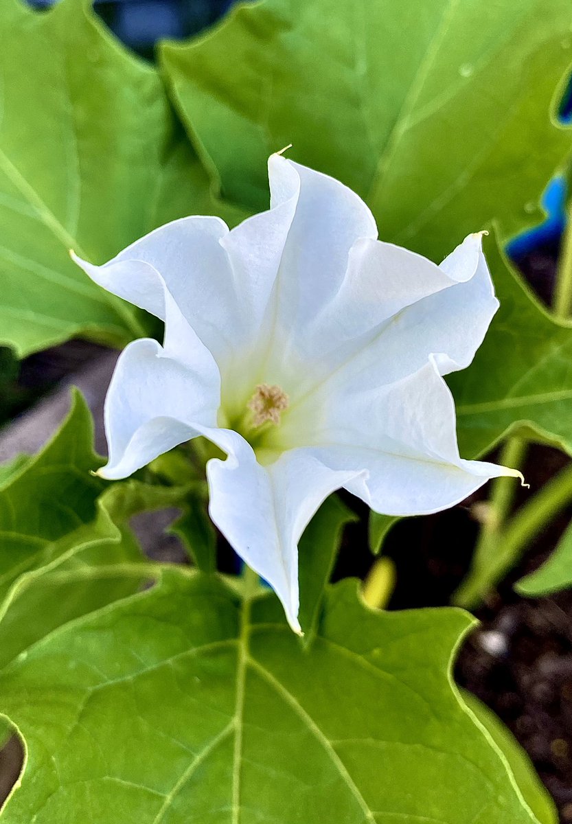 ToxCast's tweet photo. Here’s a datura (jimsonweed) flower from my garden this past summer. Love these flowers. https://t.co/JPT38lUdRc