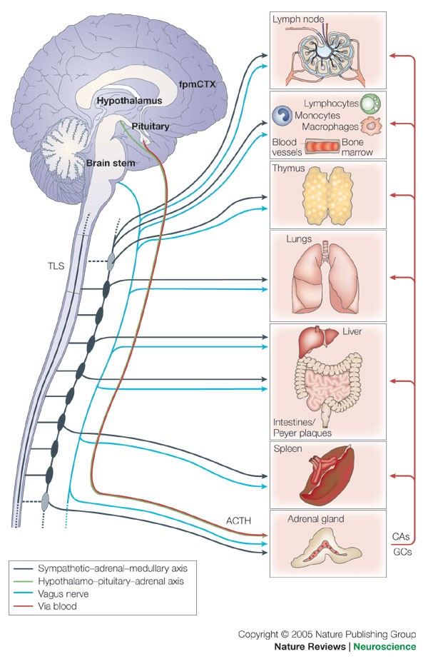 The nervous and immune systems are engaged in bidirectional communication.

Source: <a href="/NatureNeuro/">Nature Neuroscience</a> 

#neuroscience #MedTwitter