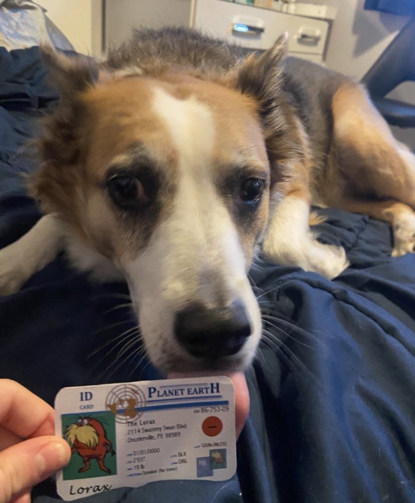 kaitlyn_apes's tweet photo. This is my dog Rover! He’s a K-strategist as his parents had fewer offspring and provided heavy parental care for the first few weeks of his life. K-strategists have a higher chance of living a longer life!! #apeseco @franklinlorax https://t.co/aayuxGv8L7