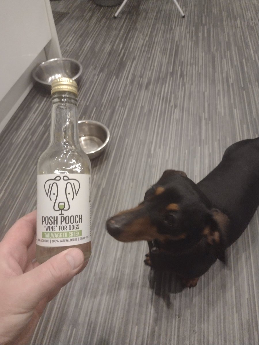 Mabel's highly impressed with her dog wine she got for Christmas 🐶 🍷
#dogwine